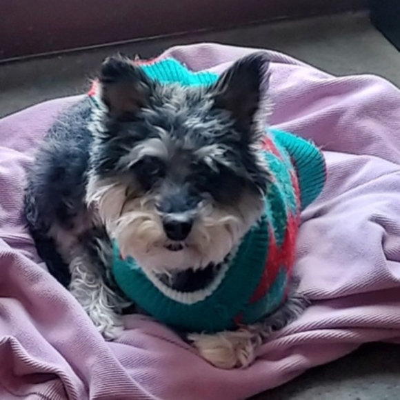 Meet your Posher, Tracy - Picture 4 of 11